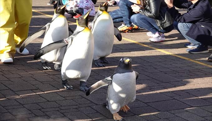 キングペンギンのパレード