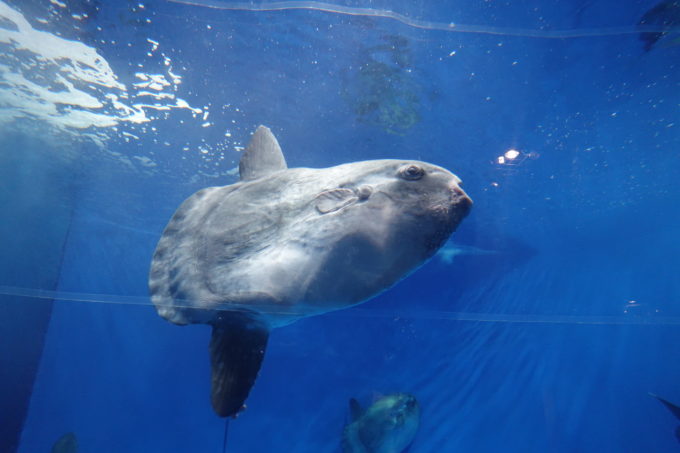 茨城県の大規模水族館「アクアワールド大洗」へ行ったので見どころをレビュー